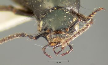 Media type: image;   Entomology 7278 Aspect: head frontal view